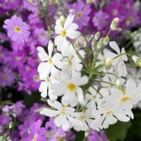 サクラソウ,シバザクラ,シレネ,シレネ ピンクパンサー,散歩の画像