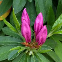 ツツジ,ご近所散歩,今日のお散歩,歩くの大好き♡の画像