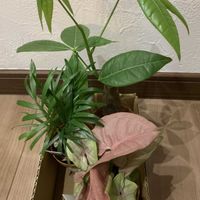 シンゴニウム,テーブルヤシ,パキラの画像