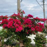 シラン,ハイビスカス,ハイビスカス,ブーゲンビリア,ホヤ　オーストラリスの画像