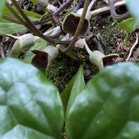 カンアオイ,クロヒメカンアオイ,山野草の画像