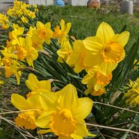 スイセン,green life,ｷﾞｭｯﾄby♡me,レッツゴー三匹,妄想倶楽部の画像