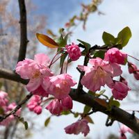 ハナカイドウ,お花見散歩の画像