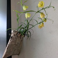 クリスマスローズ,クリスマスローズ,バイモユリ,バイモユリ,バイモユリの画像