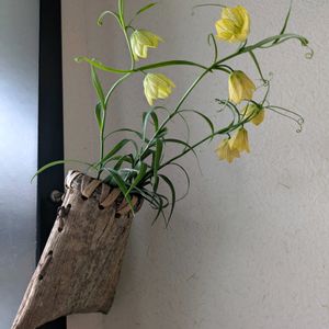 クリスマスローズ,クリスマスローズ,バイモユリ,バイモユリ,バイモユリの画像