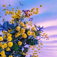 ミモザ,ミモザ,可愛い,マイガーデン,癒しの画像