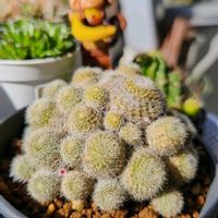 サボテン,プラティフィラ,レブチア　ヘリオーサ,レブチア アルビフローラ,レブチア ヘリオーサ・アルビフローラの画像