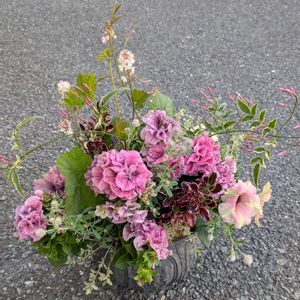 ハゴロモジャスミン,シルバータイム,ペチュニアクレイジーチュニア,トリフォリウム バニーズ,ティアレア  ウィリーの画像