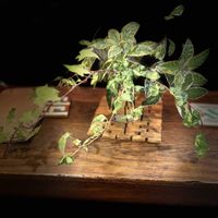 アイビー,へデラ,やぶこうじ,観葉植物,アンティークの画像