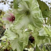 シャガ,ギョイコウ,御衣黄（ギョイコウ）桜,蘇芳花（はなずおう）,春爛漫！の画像