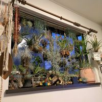 チランジア,テクトラム,リオホンドエンシス,アルボマルギナータ,観葉植物の画像