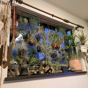 チランジア,テクトラム,リオホンドエンシス,アルボマルギナータ,観葉植物の画像