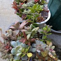 多肉植物,玄関アプローチの画像