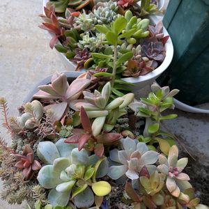 多肉植物,玄関アプローチの画像