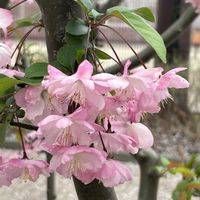 ハナカイドウ,花海棠の画像