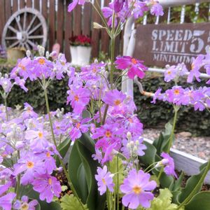 サクラソウ,ガーデニング,ナチュラルガーデン,春の庭,今日のお花の画像