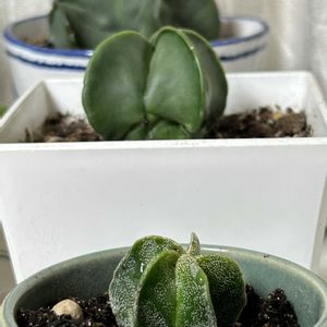 アストロフィツム・ランポー玉,多肉植物,ダイソー産,アストロフィツム属,リビング・ダイニングの画像