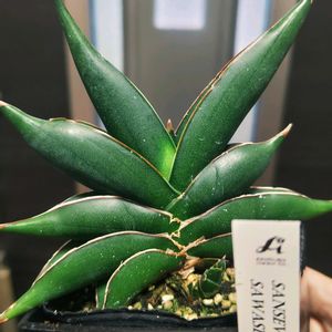 サンスベリア,サンセベリア,サンスベリア・サワディー,サンセベリア サワディー,多肉植物の画像