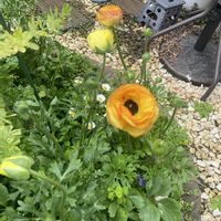 ラナンキュラス,小さな庭の画像