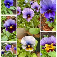 ビオラ,ビオラ・リトルコニー,ビオラ　藍月,癒しのひと時,お花とグリーンのある暮らしの画像