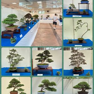 サツキ,盆栽,サツキ盆栽,盆栽展示会の画像