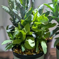 アデニア ペチュエリー,観葉植物,塊根植物の画像