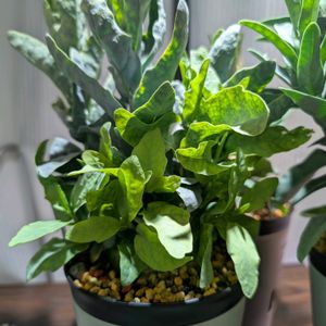 アデニア ペチュエリー,観葉植物,塊根植物の画像