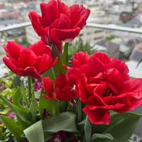 チューリップ,チューリップ,ベランダガーデニング,バルコニーガーデニング,ベランダの画像
