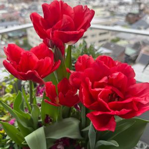 チューリップ,チューリップ,ベランダガーデニング,バルコニーガーデニング,ベランダの画像