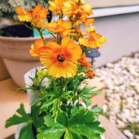 ハナカジ,メルシーフラワー,スーパーマーケットの花,小さな庭,玄関アプローチの画像