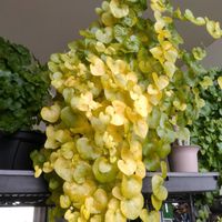 亀甲竜,亀甲竜,アデニア・グラウカ,アデニア・グラウカ,亜竜木の画像