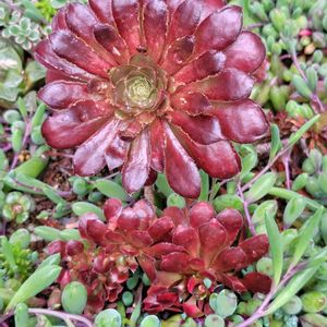 サボテン,黒法師,白雪ミセバヤ,多肉植物 寄せ植え,薄化粧の画像