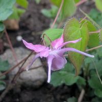 イカリソウ,イカリソウ,アリアケスミレ,アリアケスミレ,山野草の画像