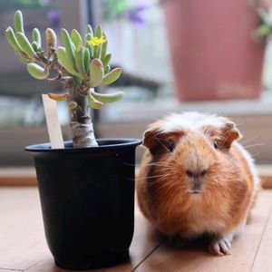 ムギ,オトンナ クラビフォリア,多肉植物,オトンナ属,テラスの画像