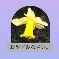 スイセン,スマホ撮影,今を生きる,穏やかな毎日,楽しく写そう！の画像