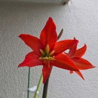 アマリリス,球根,球根植物,花のある暮らし,園芸男子の画像