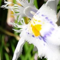 シャガ,胡蝶花,ホワイト,大好きな花,風の中の画像