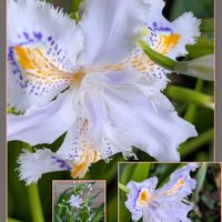 シャガ,シャガ,ボケ,ビバーナム ティヌス,てんとう虫に会えました♡の画像