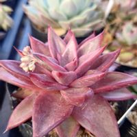 多肉植物,エケベリア属,実生,交配種,多肉大好きの画像