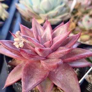 多肉植物,エケベリア属,実生,交配種,多肉大好きの画像