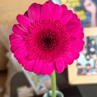 ガーベラ,ガーベラ,一輪挿し,感謝,友達の家の画像