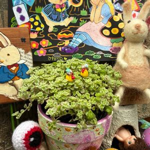 リトルミッシー,バブルガム,オレンジフラワーズ,寄せ植え,イースターの画像