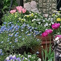 マイガーデニング,種蒔き,ふみひげの紫陽花,ふみひげのホワイトガーデン,ふみひげのクリスマスローズの画像