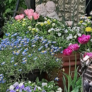 マイガーデニング,種蒔き,ふみひげの紫陽花,ふみひげのホワイトガーデン,ふみひげのクリスマスローズの画像