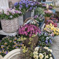 ビオラ,ビオラ・パンジー,お花のある暮らし,お花に癒されて,hana*s viola⋆*ೄの画像