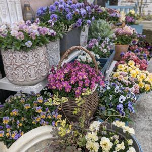 ビオラ,ビオラ・パンジー,お花のある暮らし,お花に癒されて,hana*s viola⋆*ೄの画像