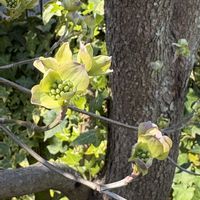 アジュガ,ハナミズキ,オステオスペルマム,アゲハチョウ,チェリーセイジの画像