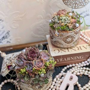寄せ植え,多肉植物,多肉寄せ植え,ガーデニング,GSのみなさんに感謝♡の画像