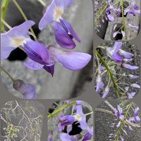 チューリップ,ツバキ,フジ,ビオラ,ビオラの画像