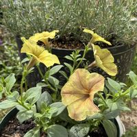 フユシラズ,ホウチャクソウ,ハナカイドウ,ペチュニア　モンローウォーク　ハニーナッツෆ⸒⸒,かわいいの画像